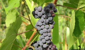 Гроздь винограда, vinogradsamara.blogspot.com
