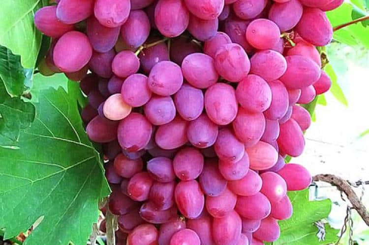 Описание и характеристики сортов винограда кишмиш
