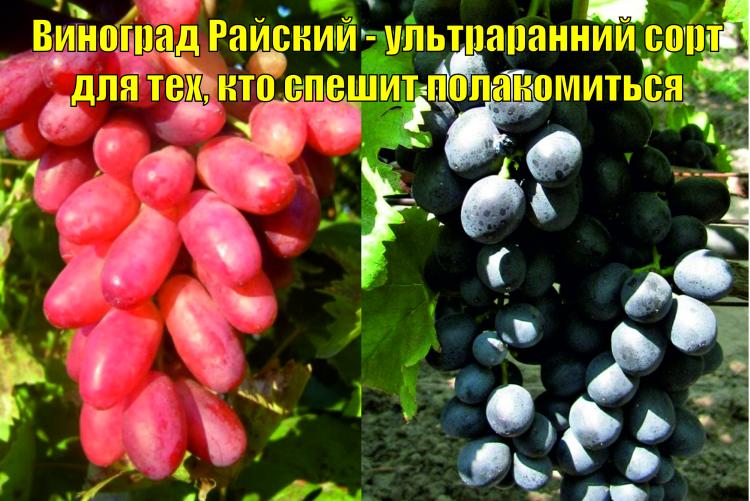Виноград Райский — ультраранний сорт для тех, кто спешит полакомиться - Сорта винограда, Столовые