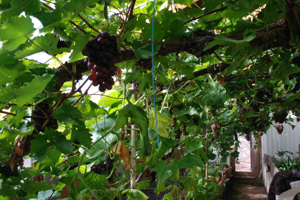 выращивание винограда в теплице