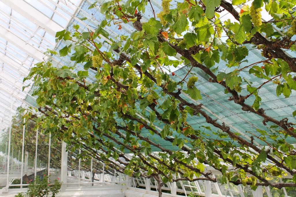 способ выращивания винограда