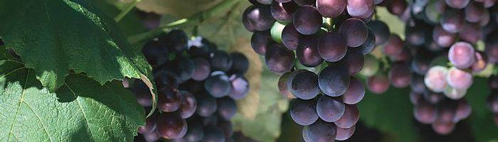 Как вырастить виноград в теплице